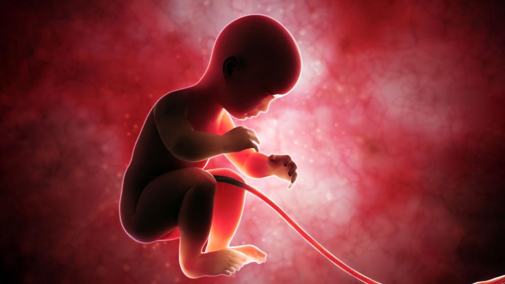 Test Tube Baby