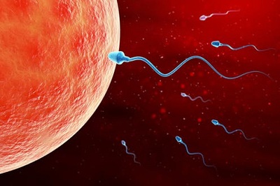 egg donation process with the importance of egg donor.