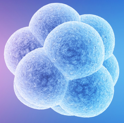 embryo cryopreservation with embryo freezing technique