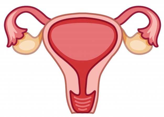 Uterine abnormalities affect fertility with the problems of pregnancy loss