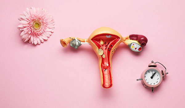 During the menstrual cycle